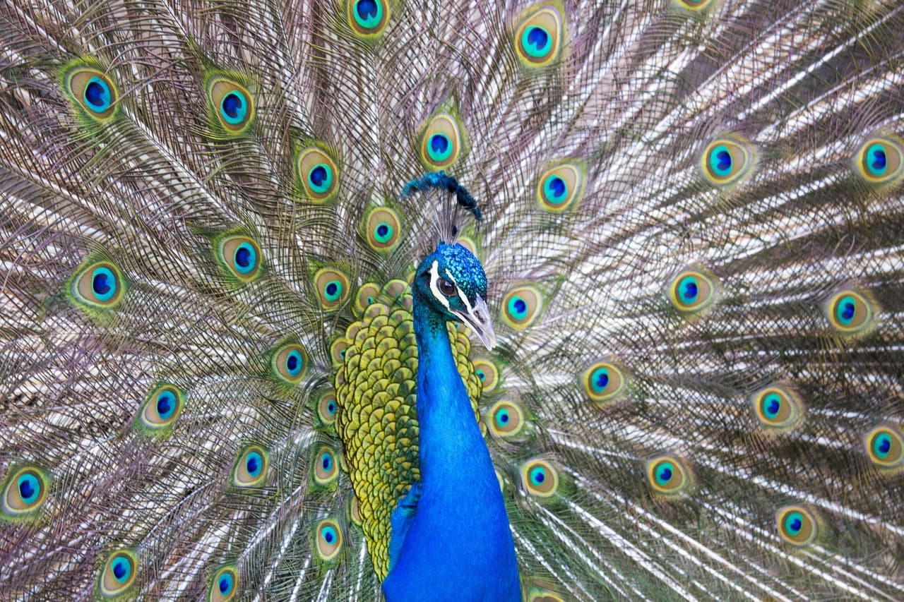 Bronx Zoo - სურათი 6