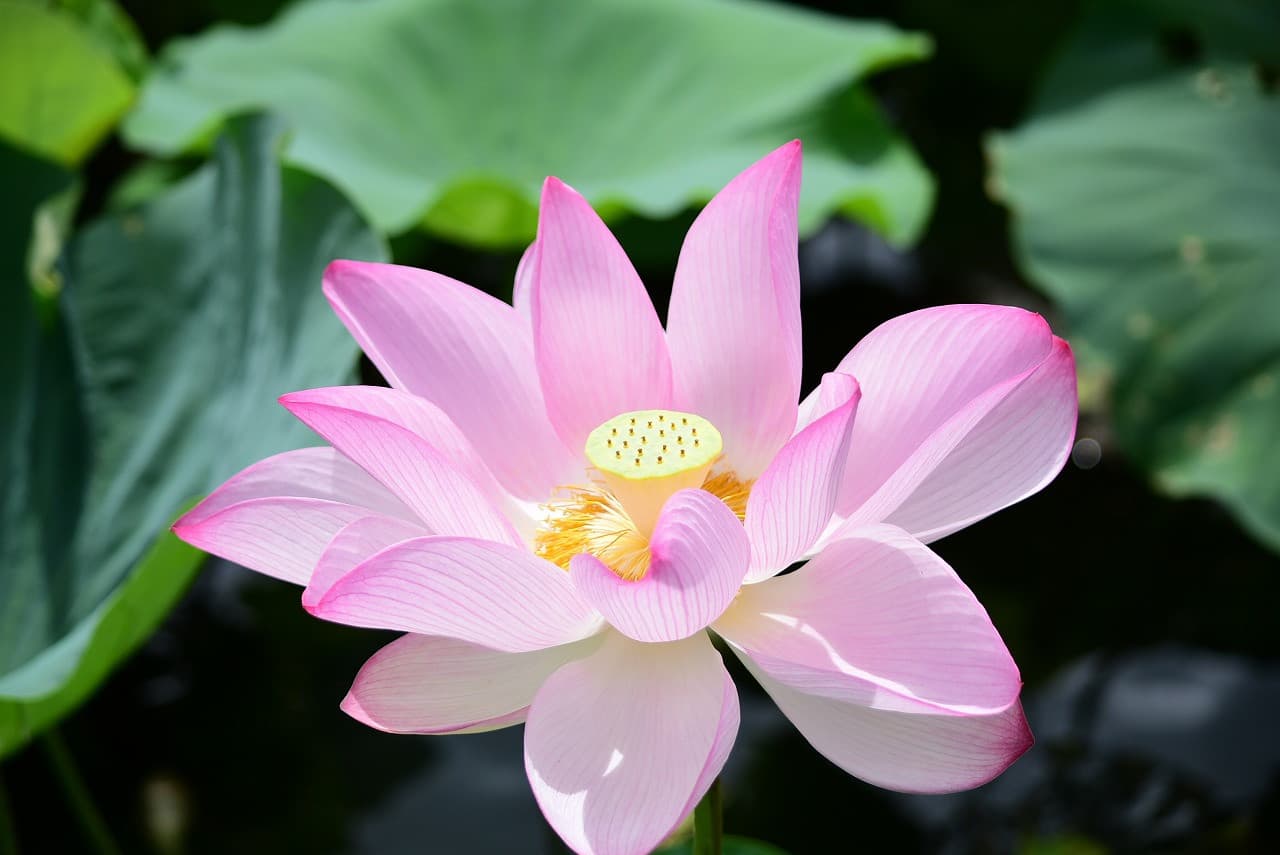 Okinawa Southeast Botanical Gardens - სურათი 8