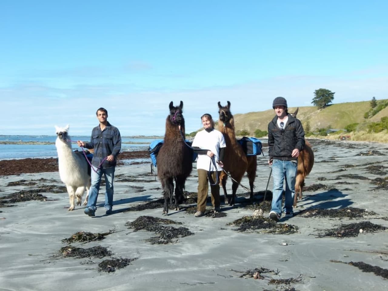 Half-Day Coastal Llama Trek from Kaikoura - სურათი 2