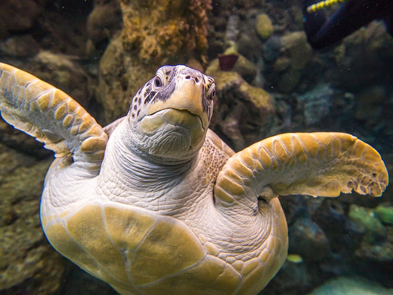 The Florida Aquarium Ticket - სურათი 2