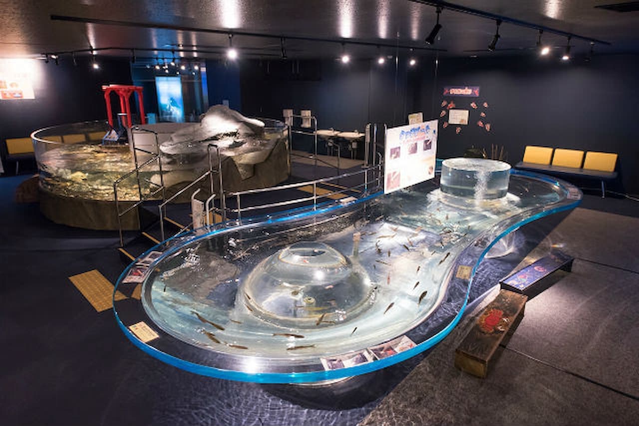 Salmon Hometown Chitose Aquarium Ticket - სურათი 4