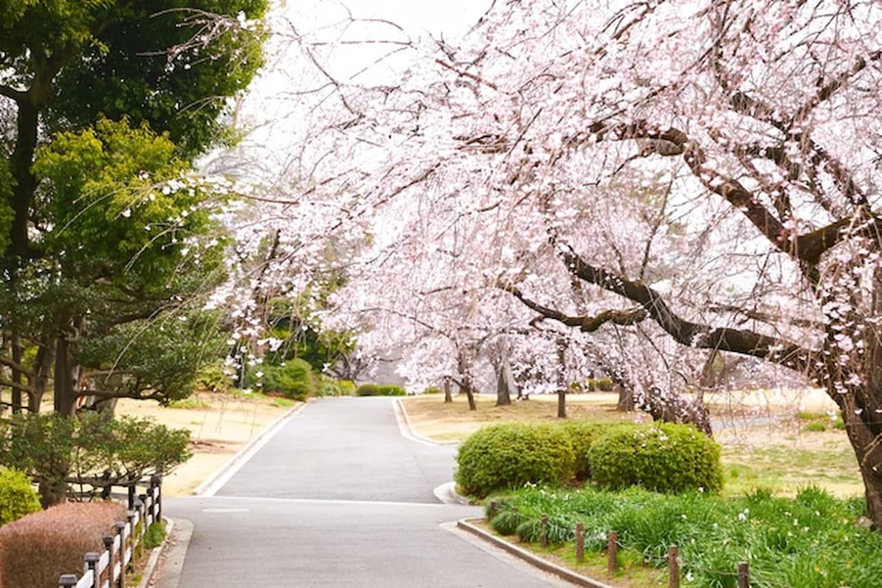 Shinjuku Gyoen National Garden Ticket - სურათი 2