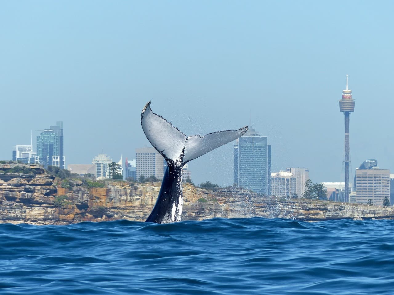 Sydney Whale Watching Cruise with Breakfast or Lunch with Sydney Princess Cruises - სურათი 3