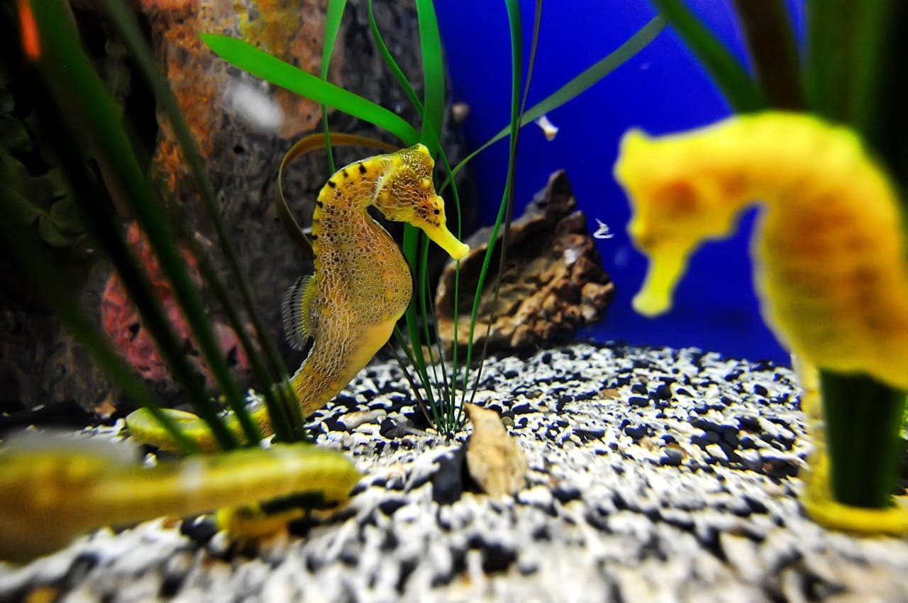 The Florida Aquarium Ticket - სურათი 5