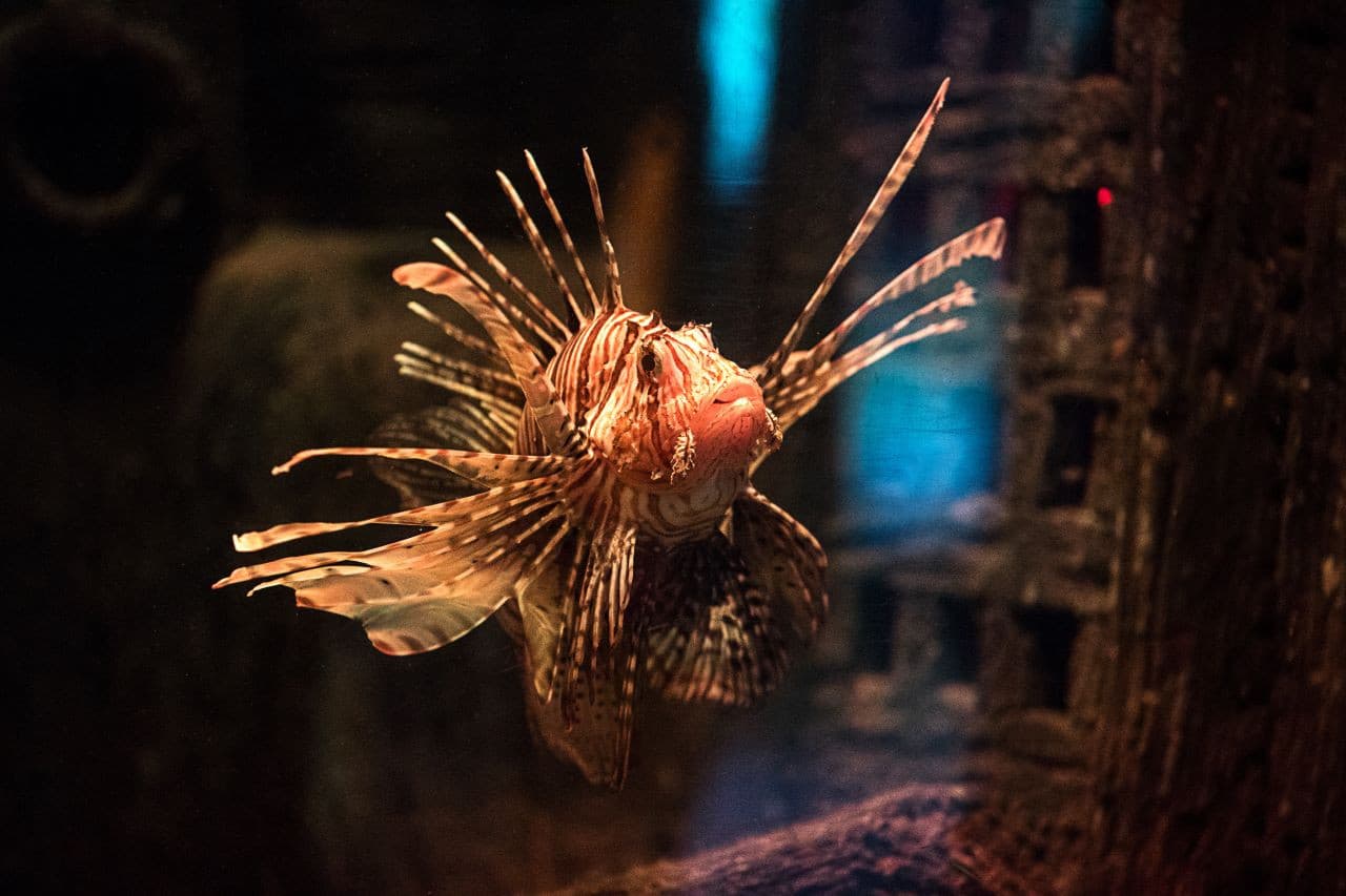 SEA LIFE Oberhausen Aquarium Ticket - სურათი 12