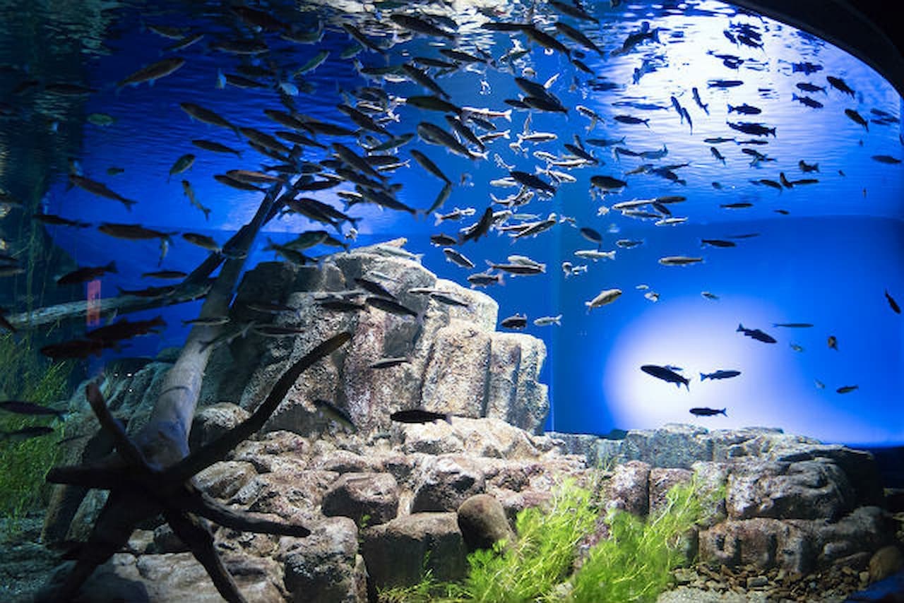 Salmon Hometown Chitose Aquarium Ticket - მთავარი სურათი
