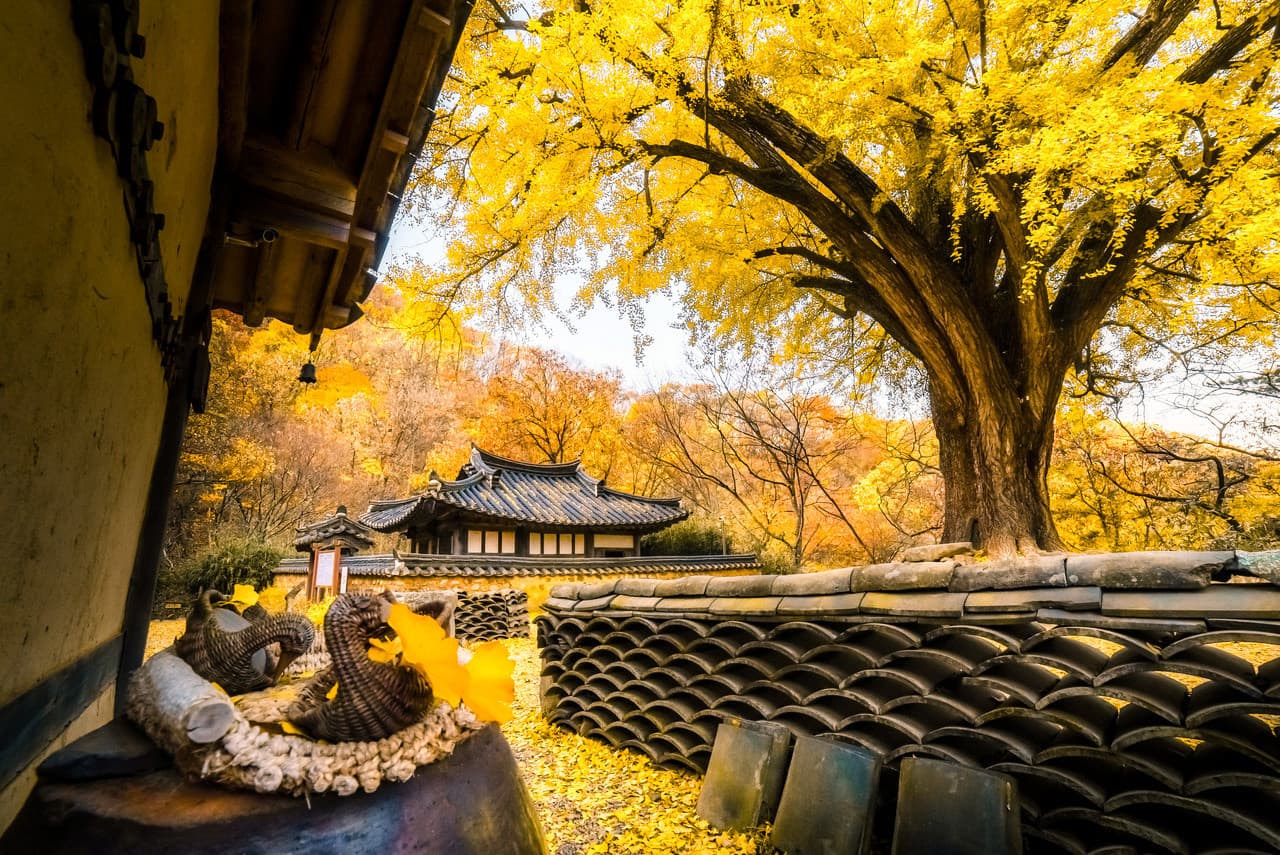 Gyeongju Autumn Foliage One Day Tour from Busan - სურათი 10