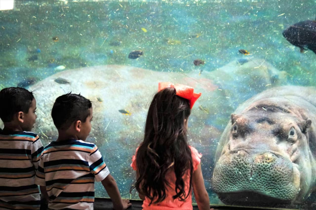 San Antonio Zoo Ticket - სურათი 3