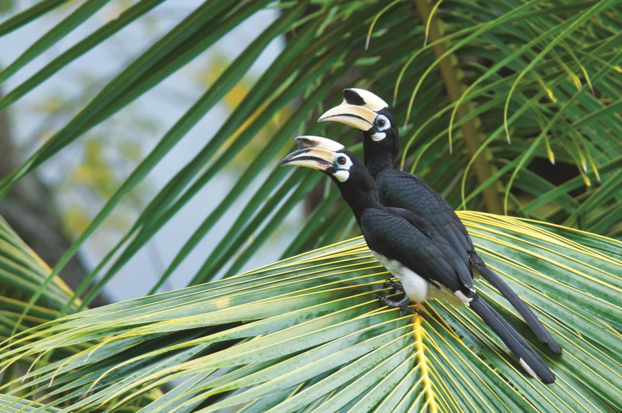 Langkawi Birdwatching Experience Tour - Half Day - სურათი 3