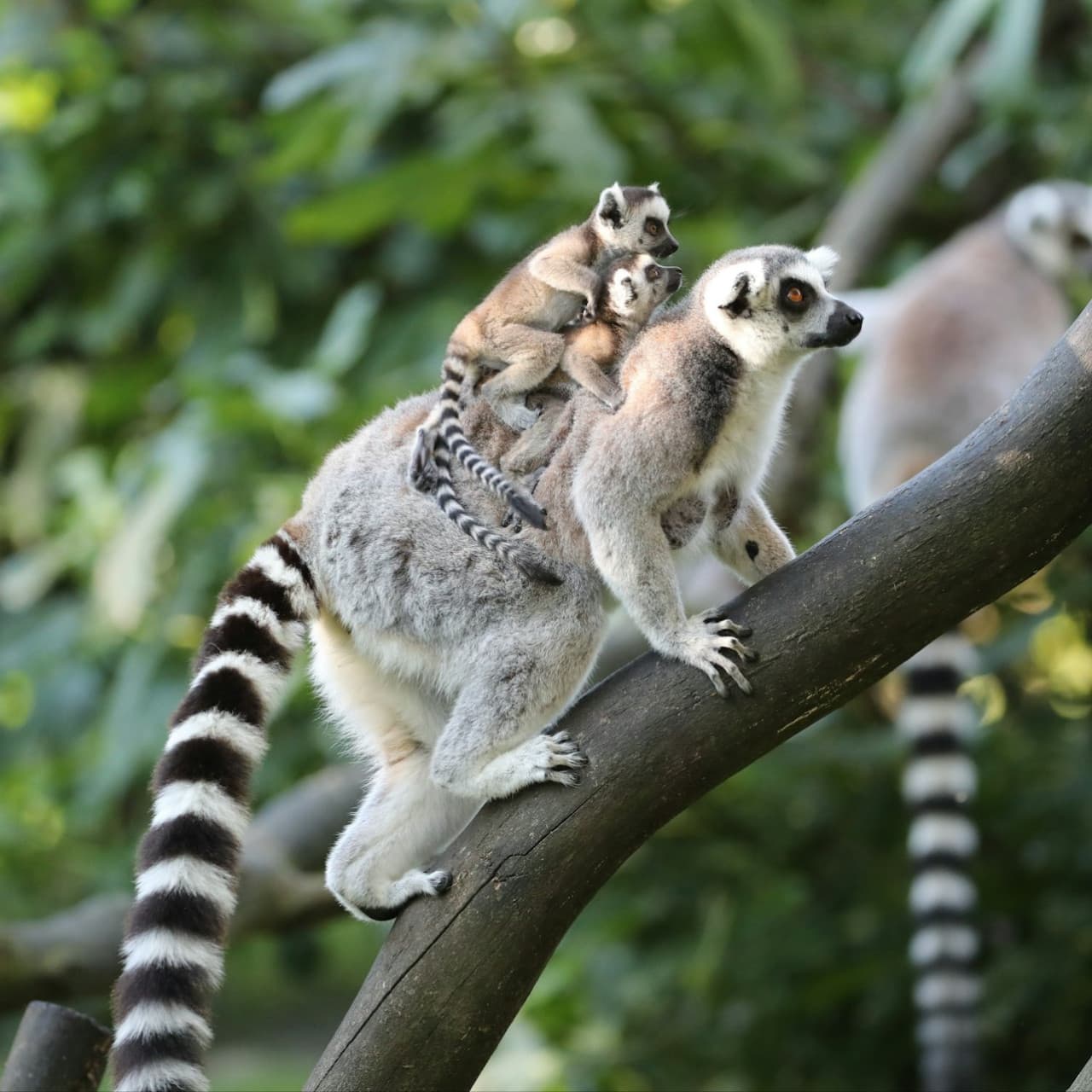 ZooParc de Beauval Ticket - სურათი 6