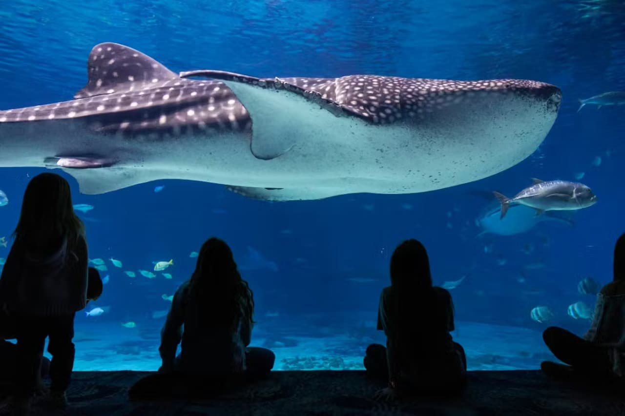 Georgia Aquarium: Fast Track Ticket - სურათი 2