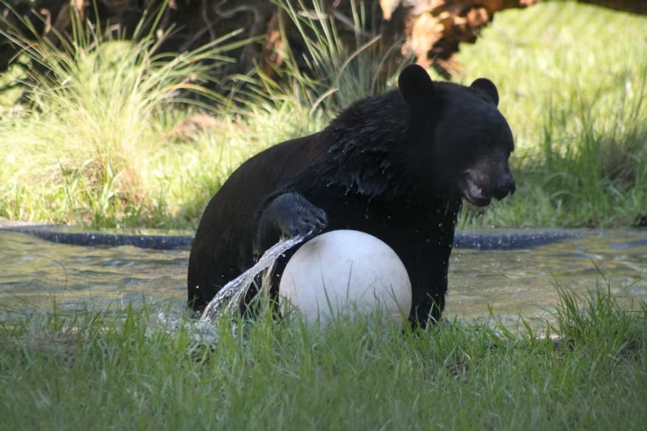 Central Florida Zoo & Botanical Gardens Ticket - სურათი 11