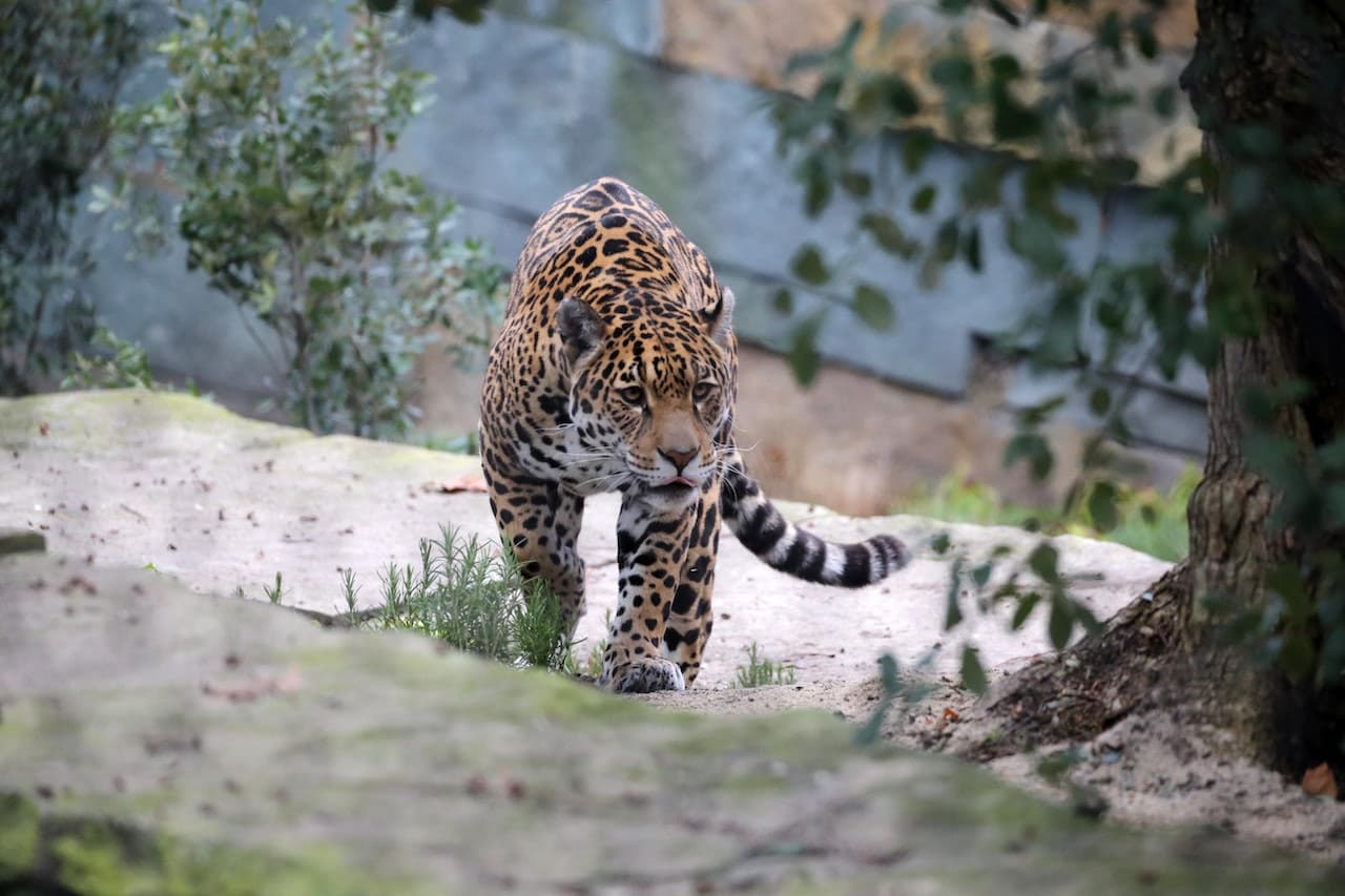 ARTIS Royal Zoo - სურათი 6