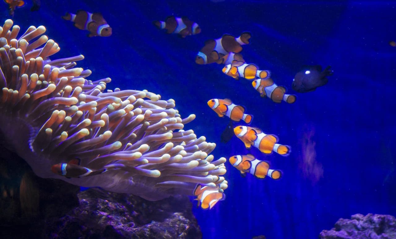 Barcelona Aquarium Ticket - სურათი 2