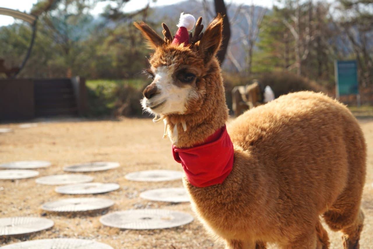 Alpaca World, Nami Island, and Garden of Morning Calm Tour from Seoul - სურათი 3