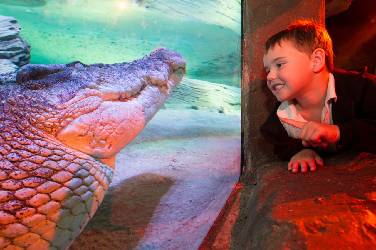 SEA LIFE Melbourne Aquarium Direct Entry Ticket - სურათი 3