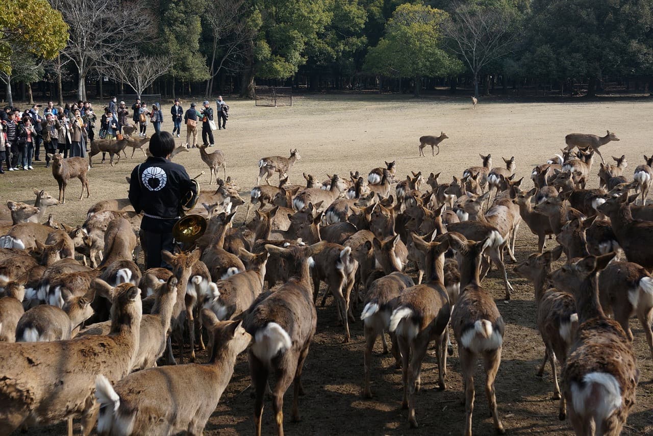 Nara Tour from Kyoto - სურათი 2