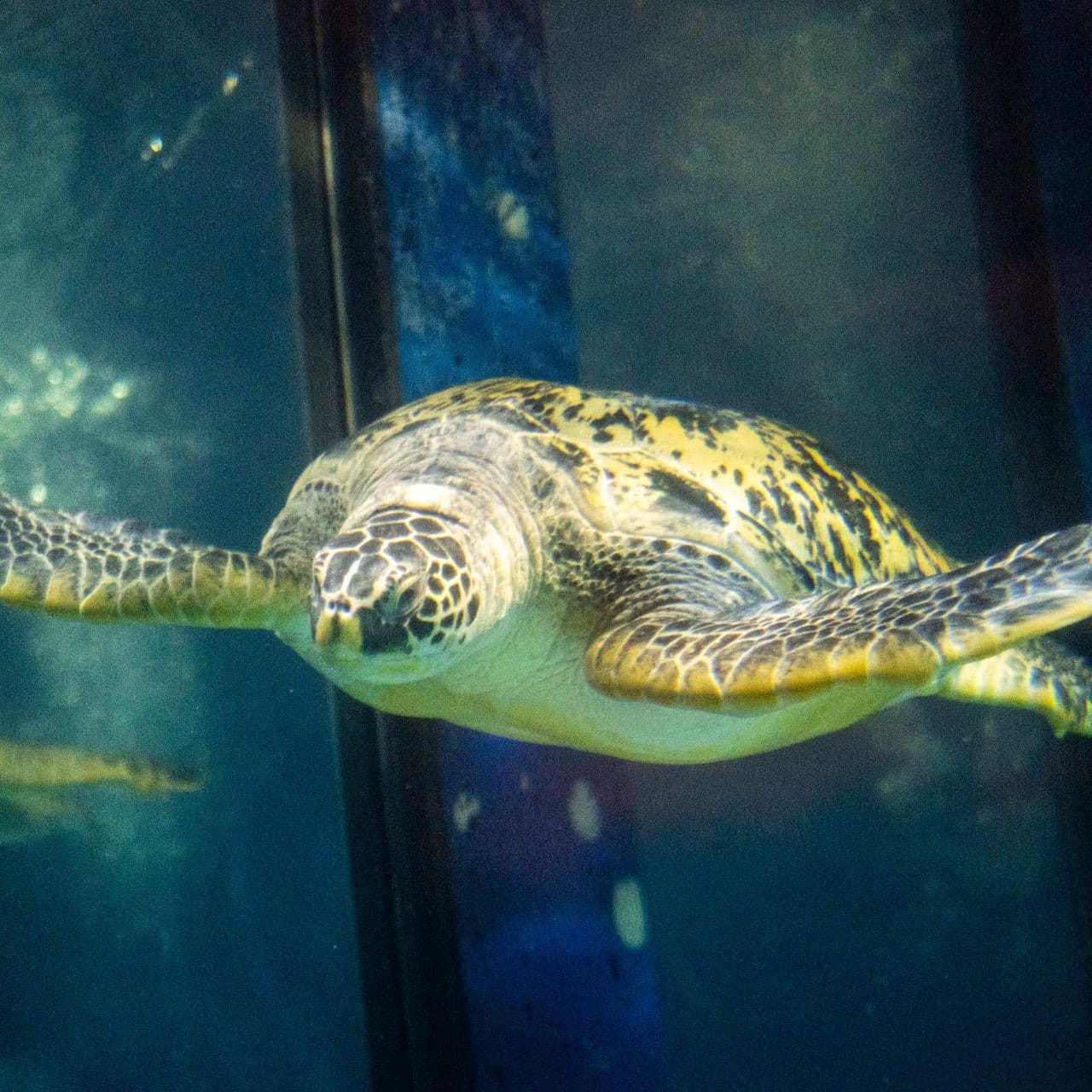 SEA LIFE Paris Aquarium Ticket - სურათი 6