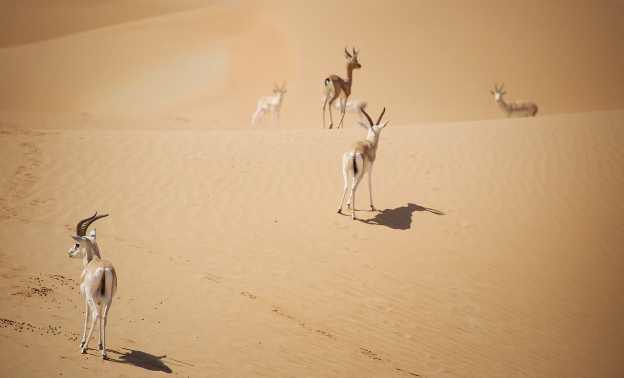 Dubai Desert Conservation Reserve Tour - სურათი 2