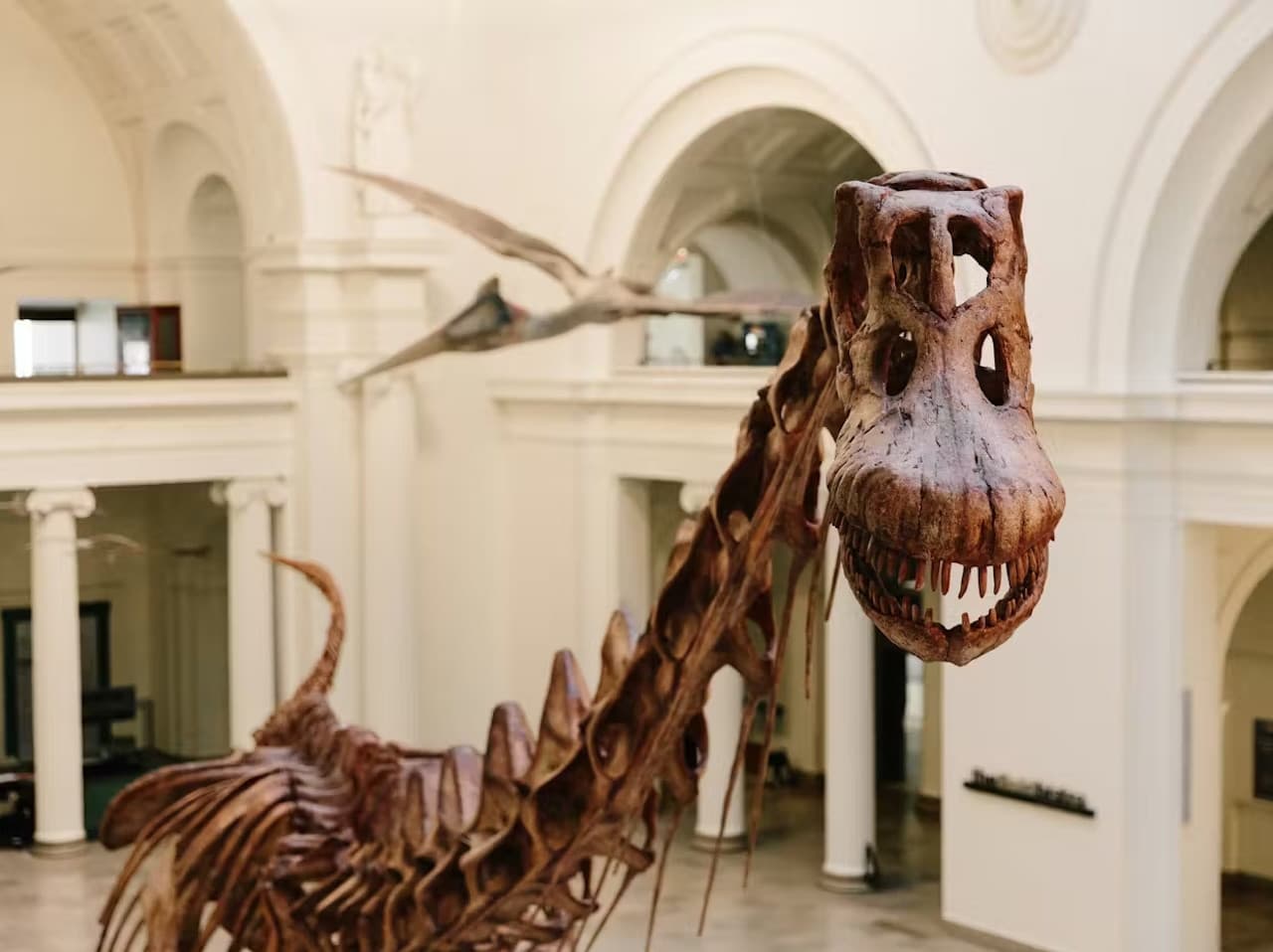 The Field Museum of Natural History Ticket - სურათი 5