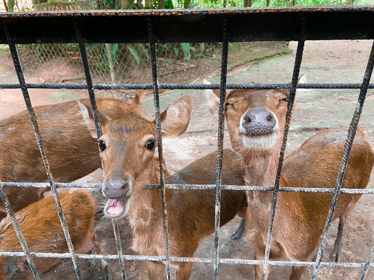 Batu Caves and Kuala Gandah Elephant Sanctuary Full-Day Tour from Kuala Lumpur - სურათი 10