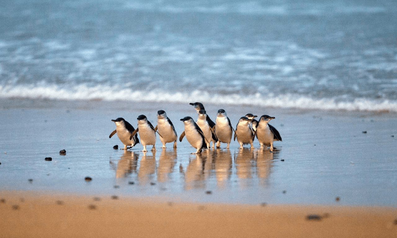 Penguins Express Tour from Melbourne - მთავარი სურათი