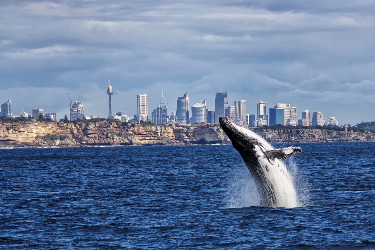 Sydney Whale Watching Cruise with Breakfast or Lunch with Sydney Princess Cruises - მთავარი სურათი