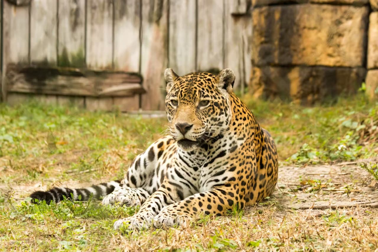 Zoo Miami Ticket - სურათი 8