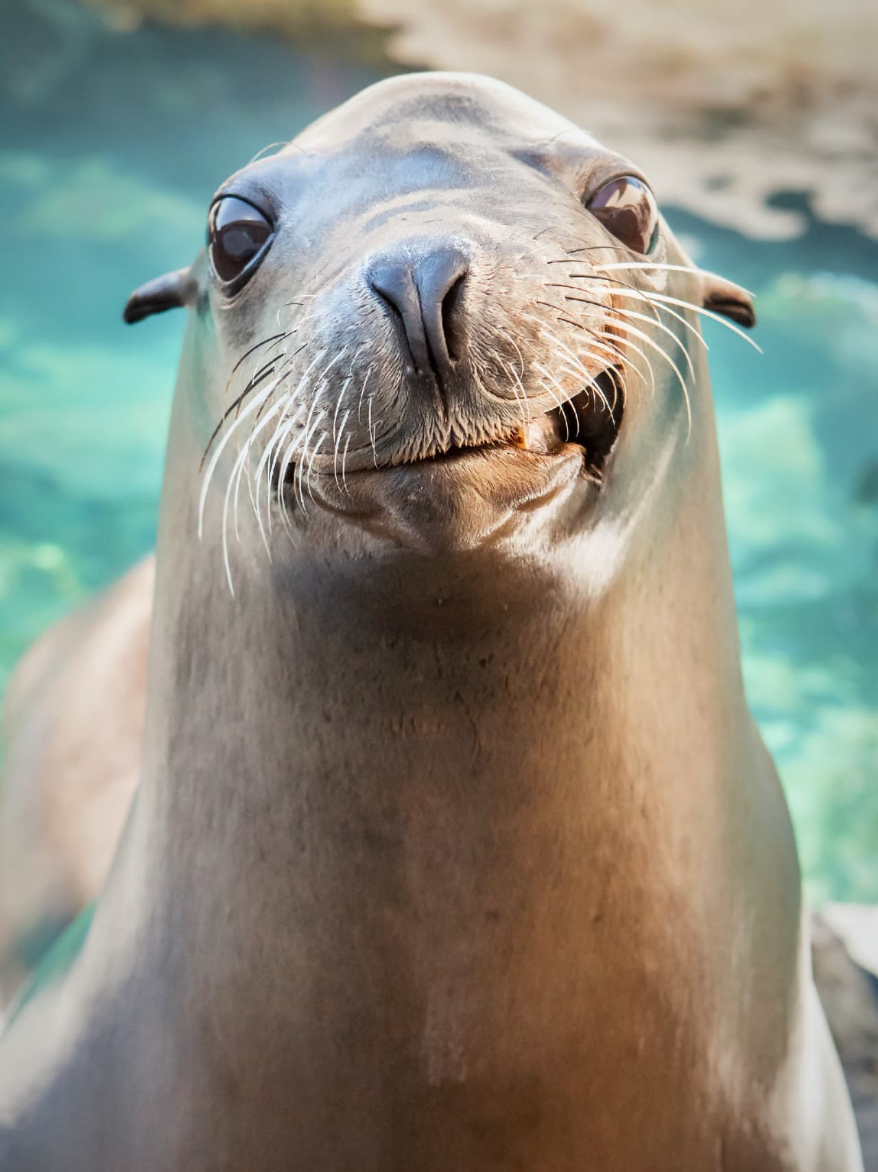 Skip The Line Ticket - Aquarium of the Pacific - სურათი 4