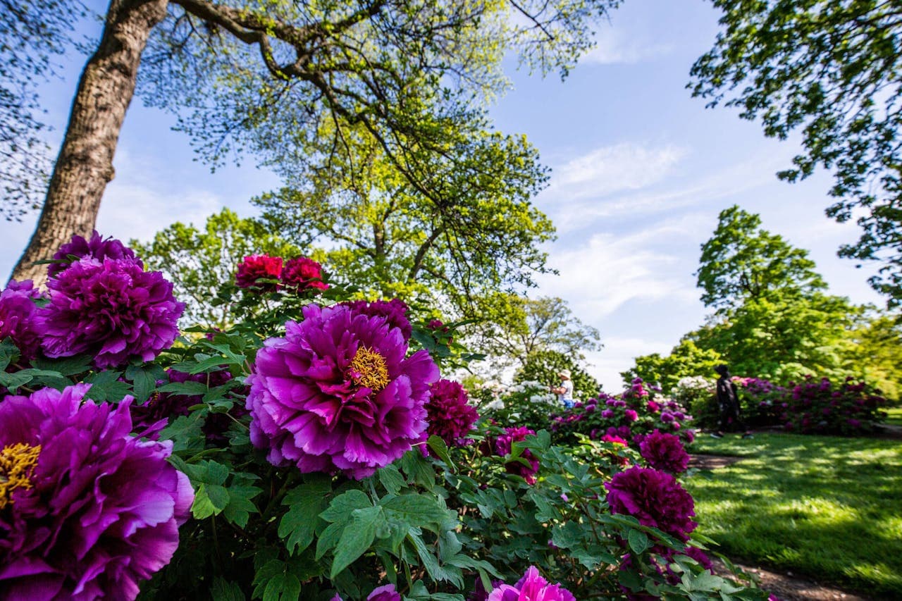New York Botanical Garden Ticket - სურათი 12