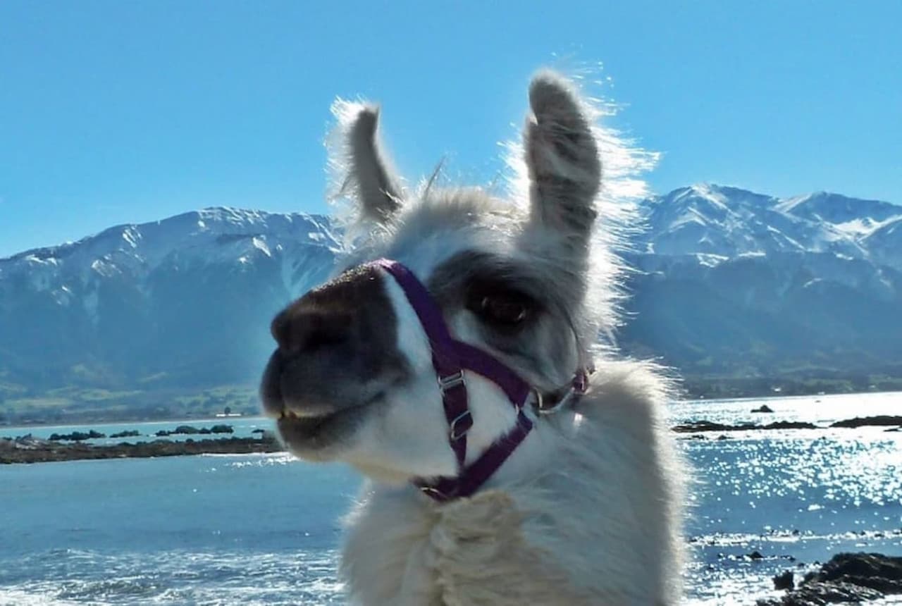 Half-Day Coastal Llama Trek from Kaikoura - სურათი 4
