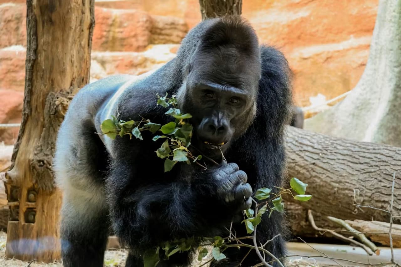 Prague Zoo Ticket + Audio Guide - სურათი 6