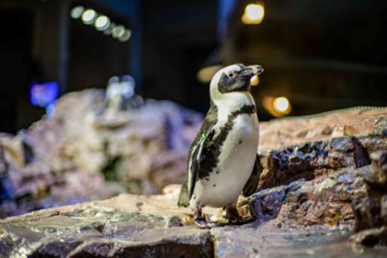 New England Aquarium Ticket - სურათი 5