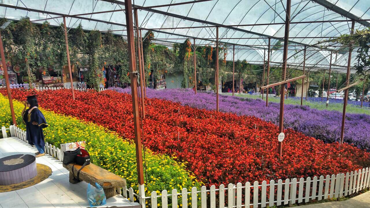 Cameron Highlands Tour from Kuala Lumpur - სურათი 13