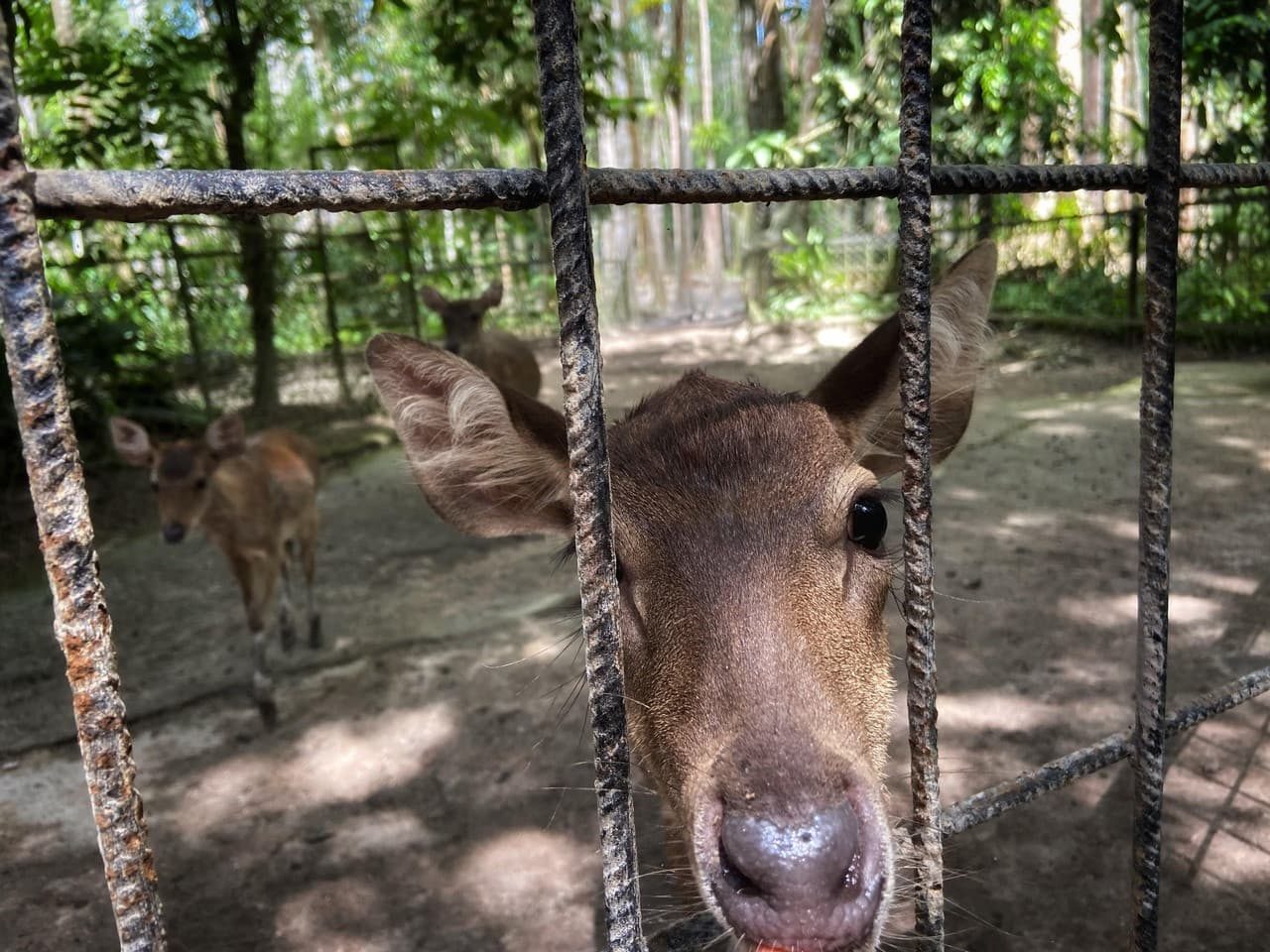 Batu Caves and Kuala Gandah Elephant Sanctuary Full-Day Tour from Kuala Lumpur - სურათი 8