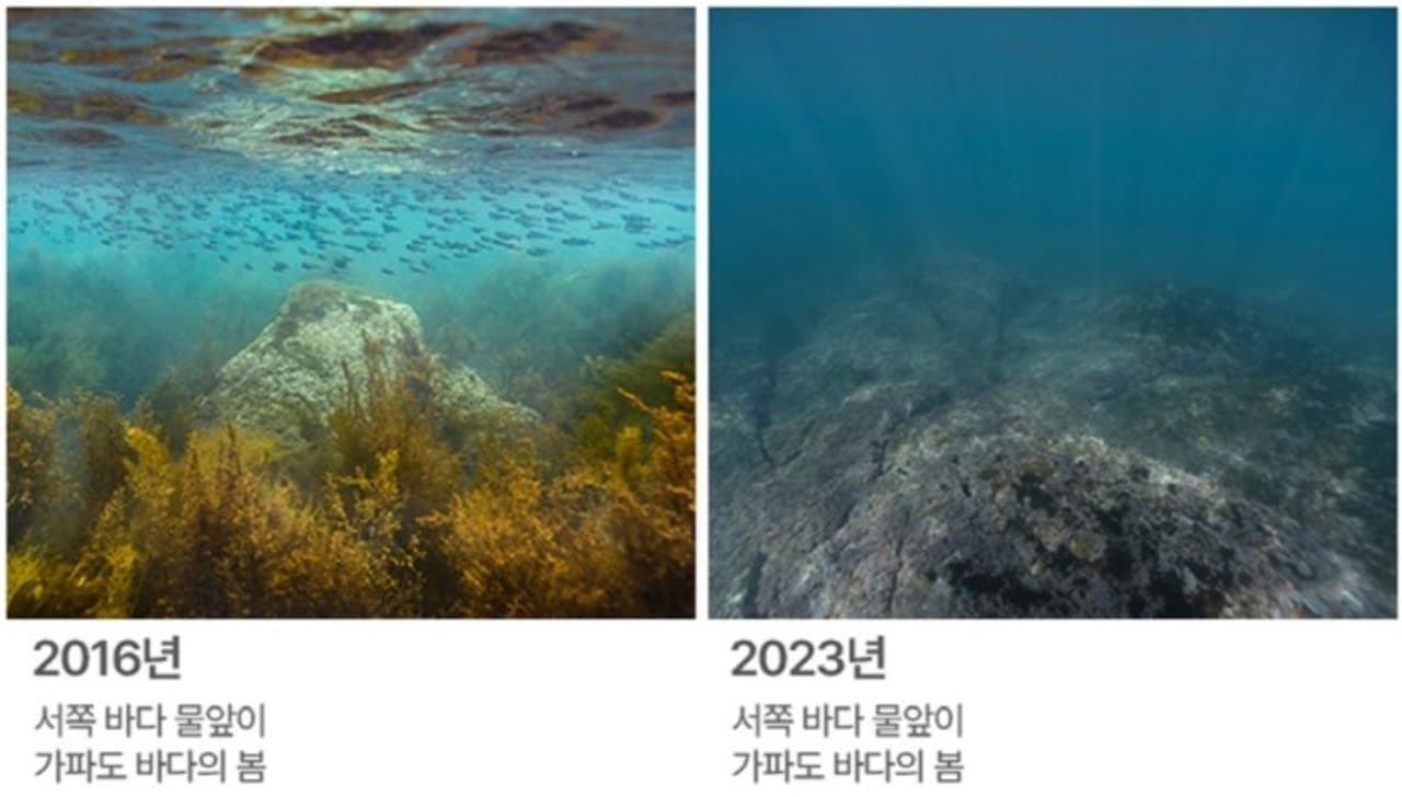 Aqua Planet Jeju Aquarium Ticket - სურათი 17