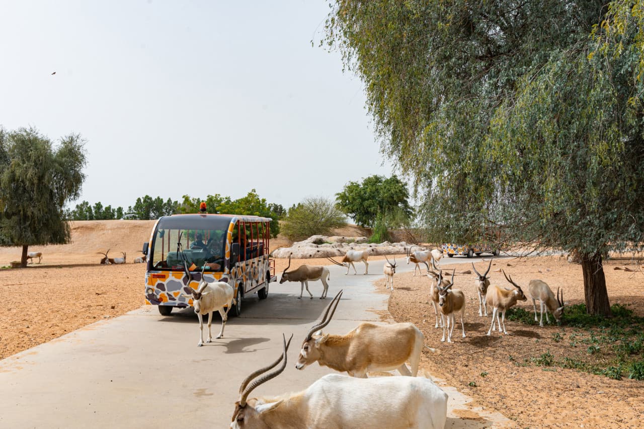 Dubai Safari Park Ticket - სურათი 4