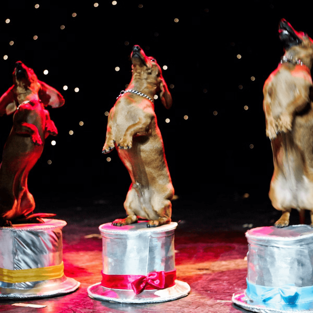 V Theatre Las Vegas - Popovich Comedy Pet Theatre - სურათი 3