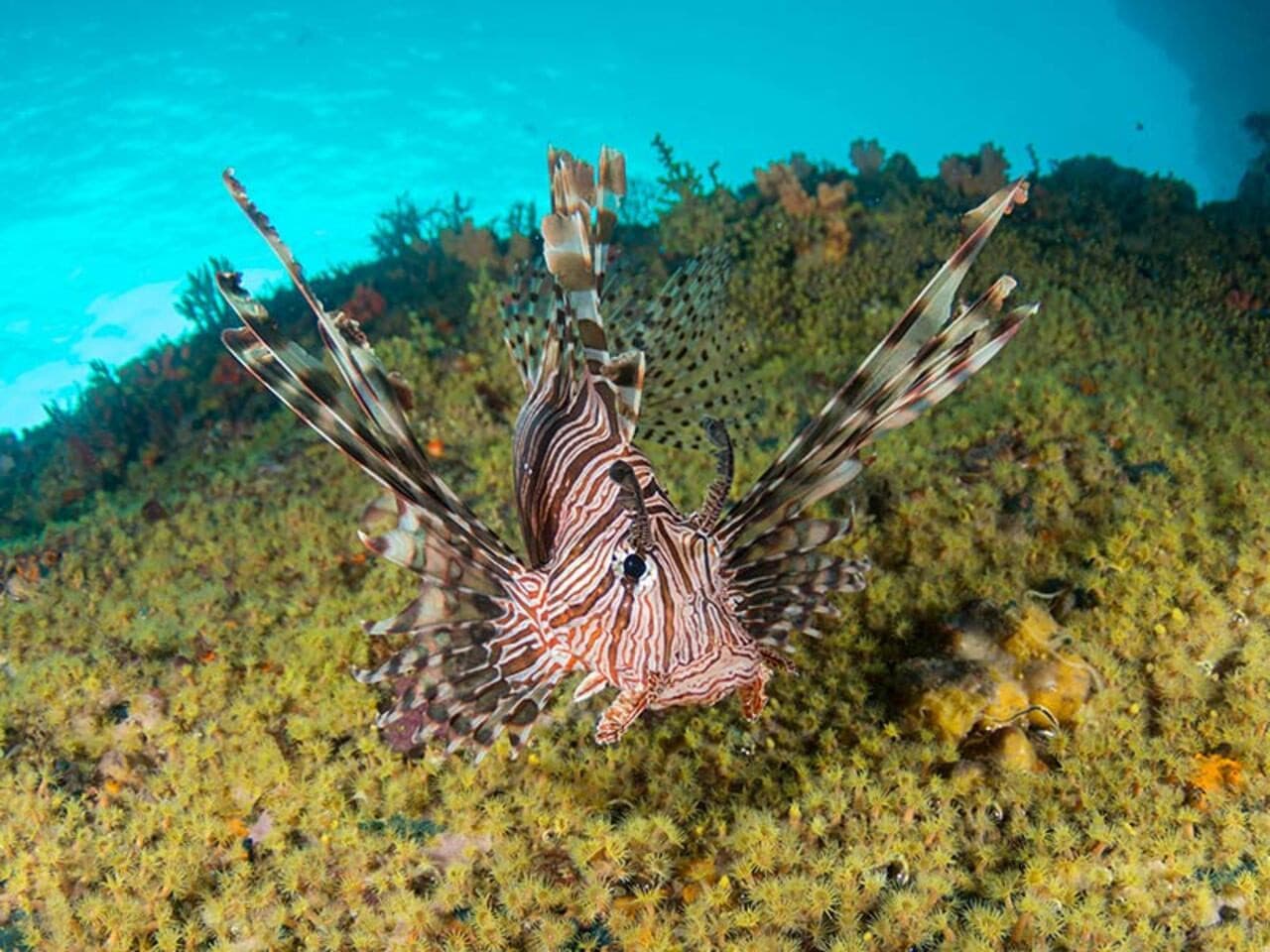 Okinawa Miyakojima Undersea Park - სურათი 11