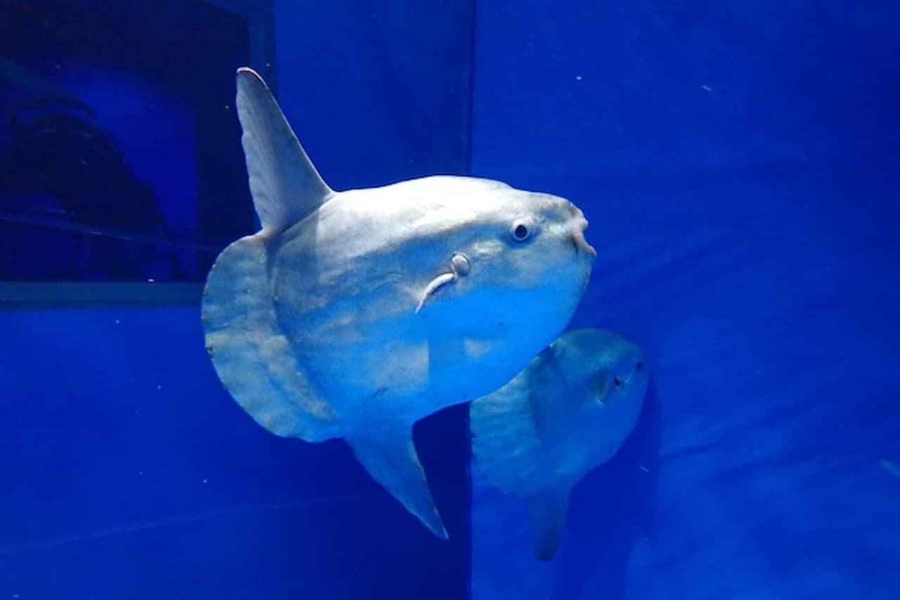 Aqua World Ibaraki Prefectural Oarai Aquarium Ticket - სურათი 3