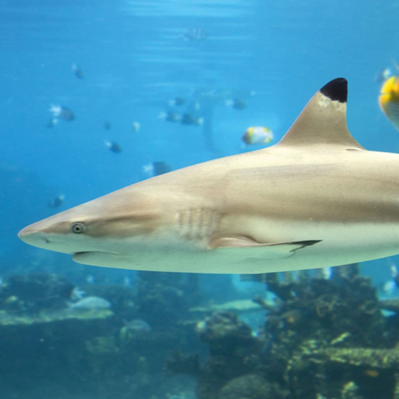 SEA LIFE Paris Aquarium Ticket - სურათი 3