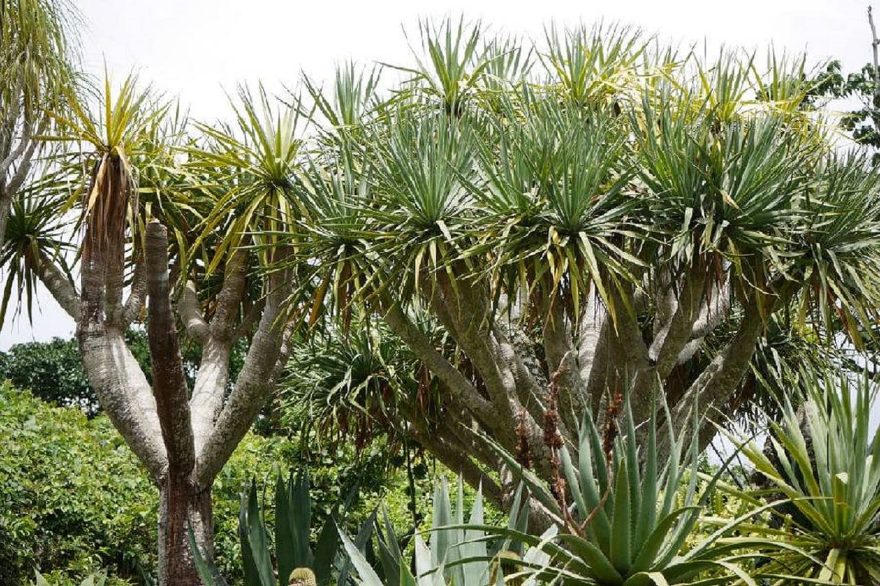 Okinawa Southeast Botanical Gardens - სურათი 9