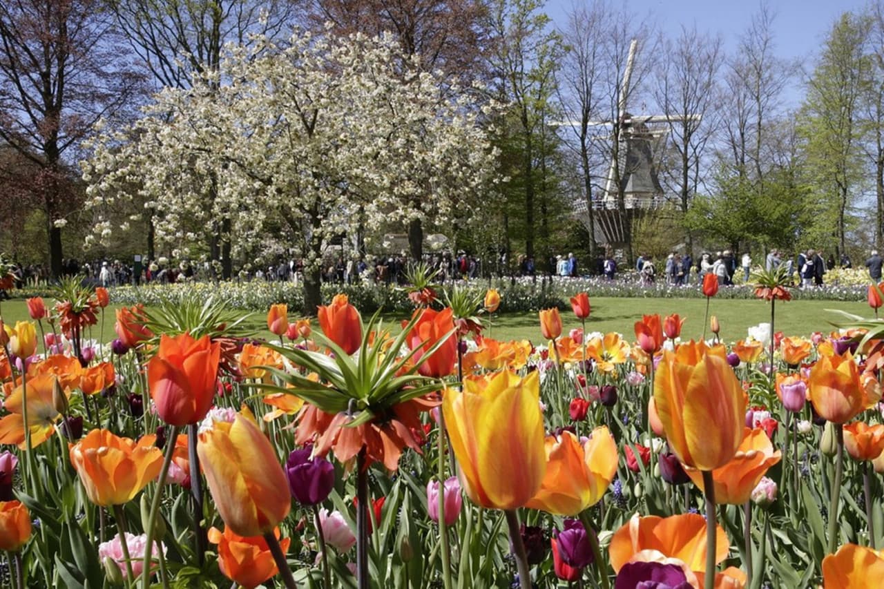 Keukenhof Gardens Ticket with Round Trip Bus Transfer from Amsterdam - სურათი 10