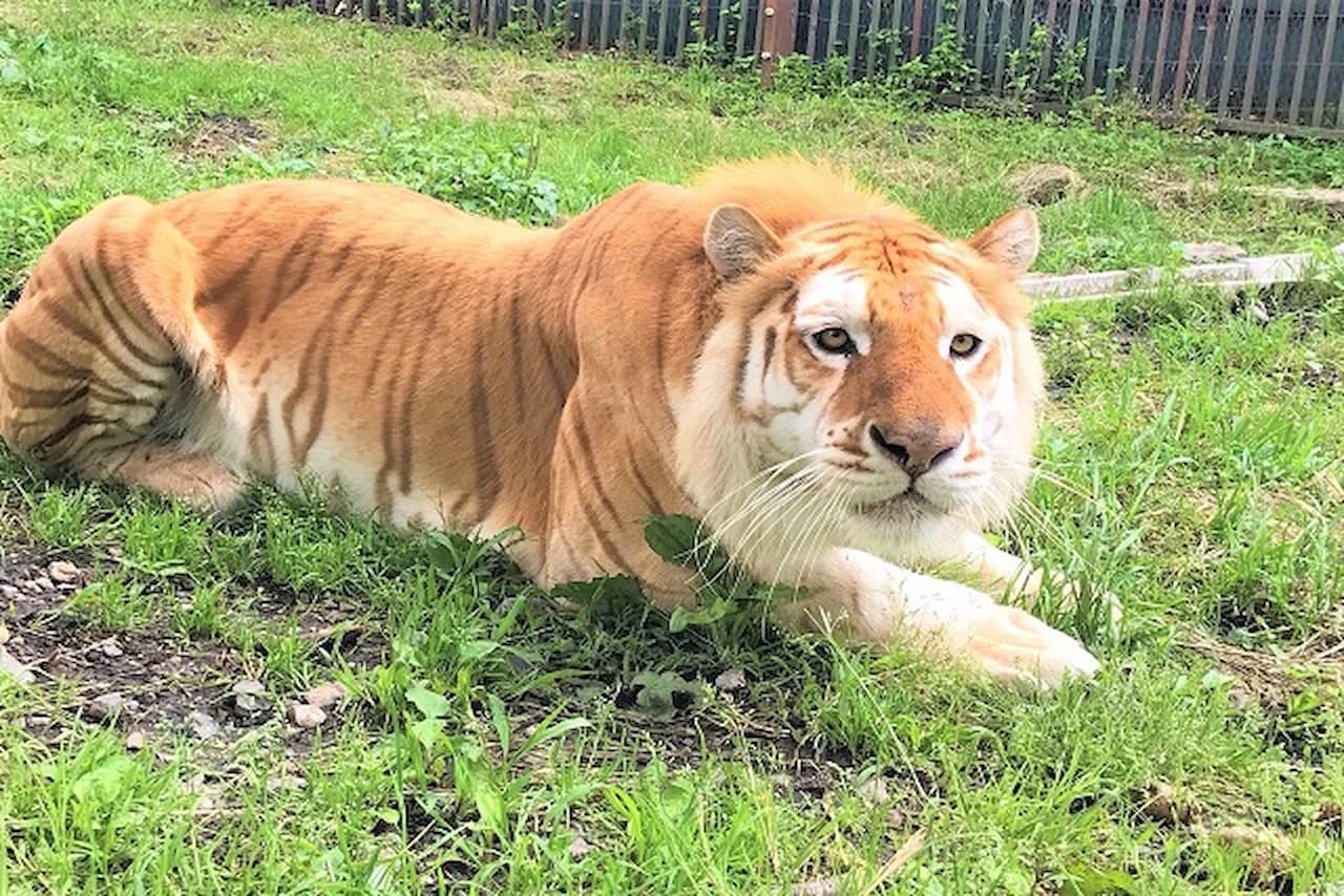 Nasu Safari Park Ticket - მთავარი სურათი