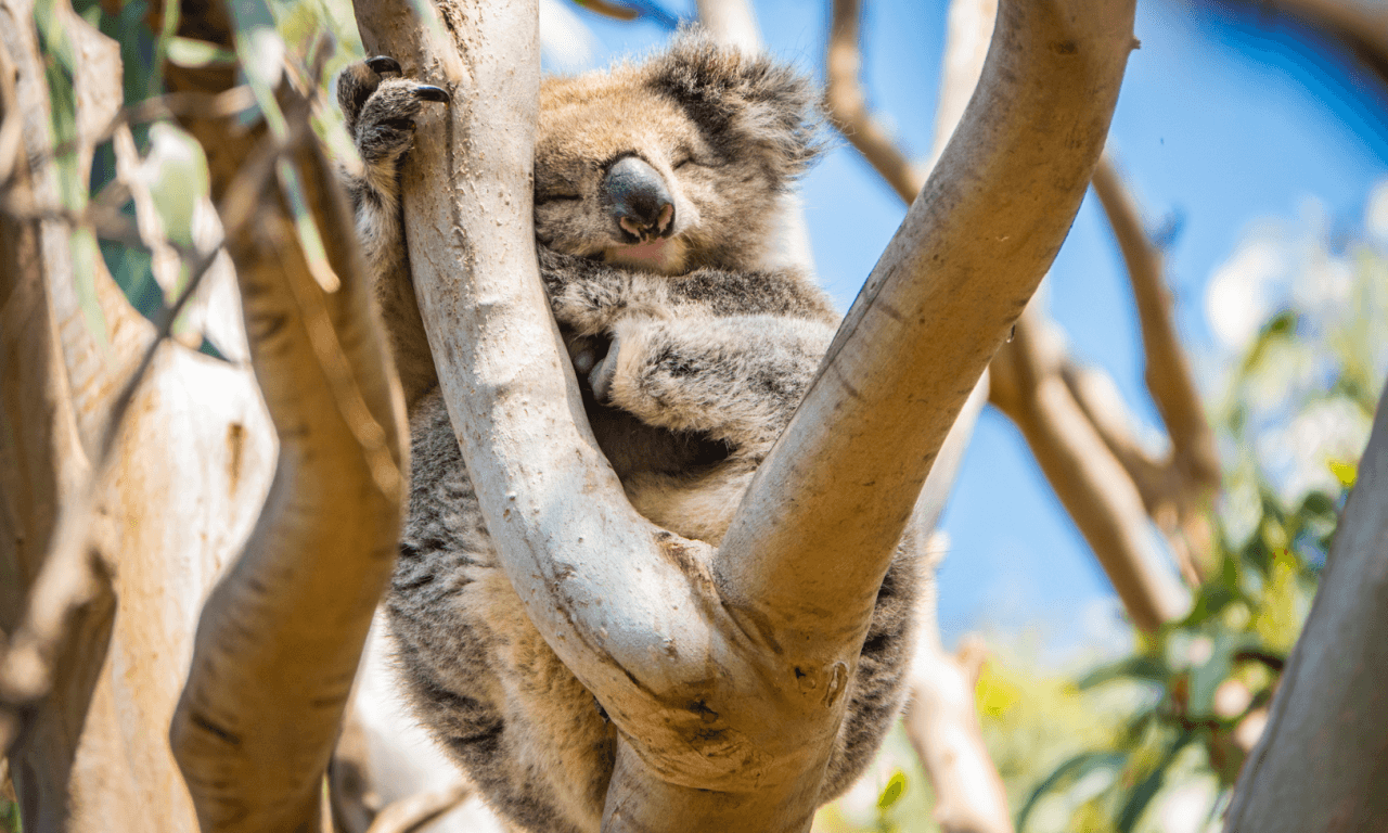 Great Ocean Road Tour from Melbourne - სურათი 34