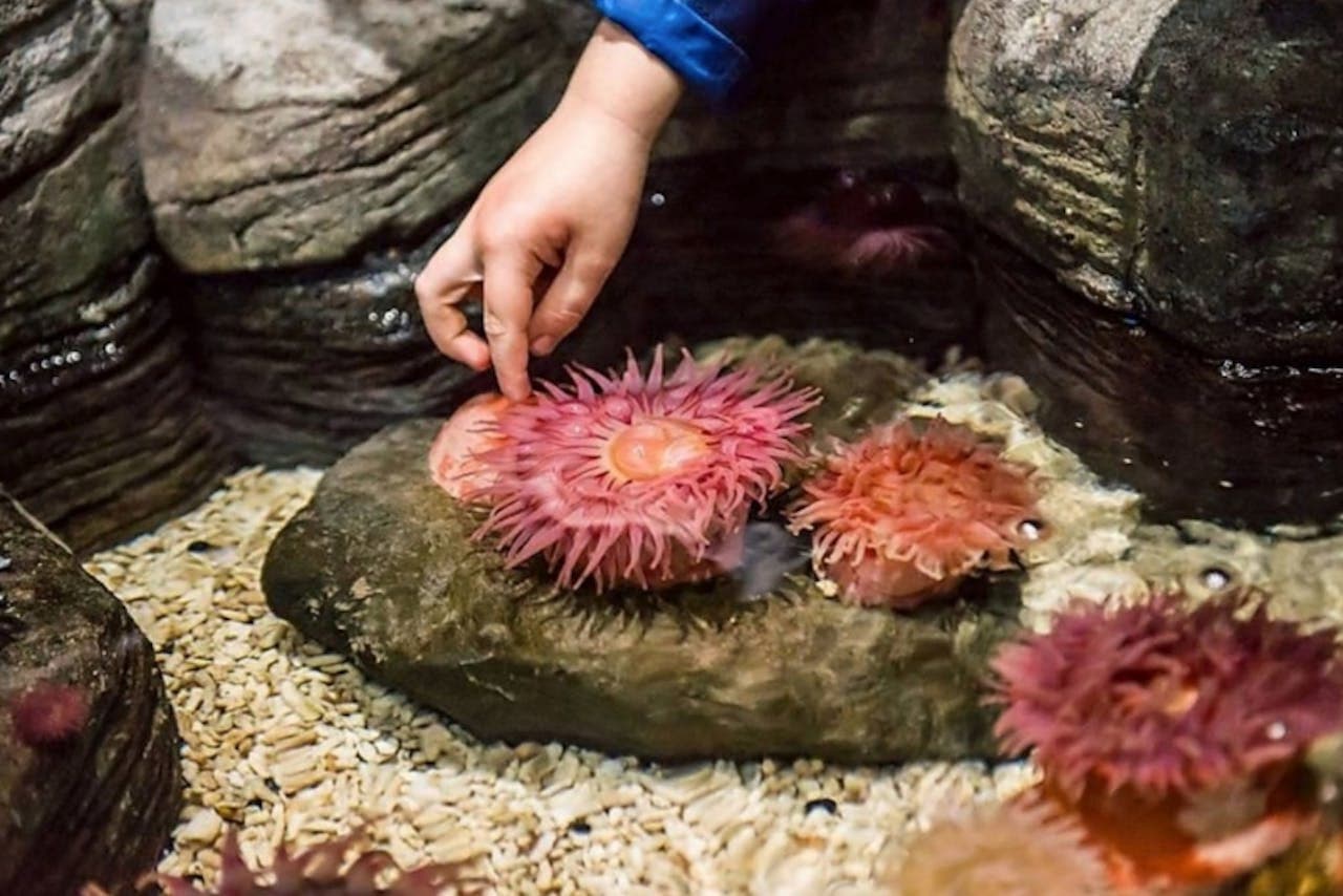 SEA LIFE New Jersey Aquarium Ticket - სურათი 5