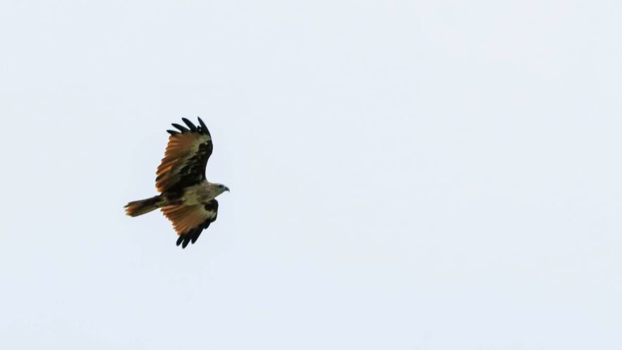 Eagle Watching Experience in Kuala Selangor - სურათი 4