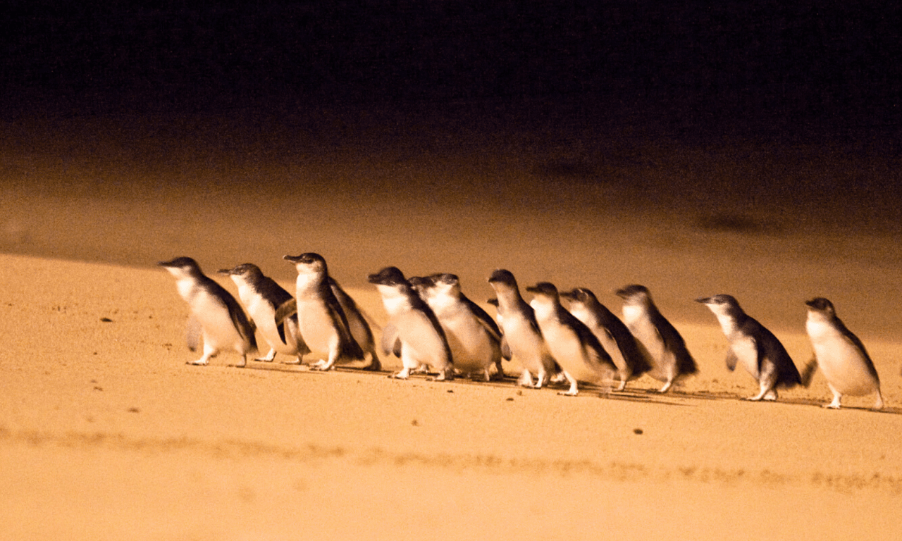 Penguins Express Tour from Melbourne - სურათი 10