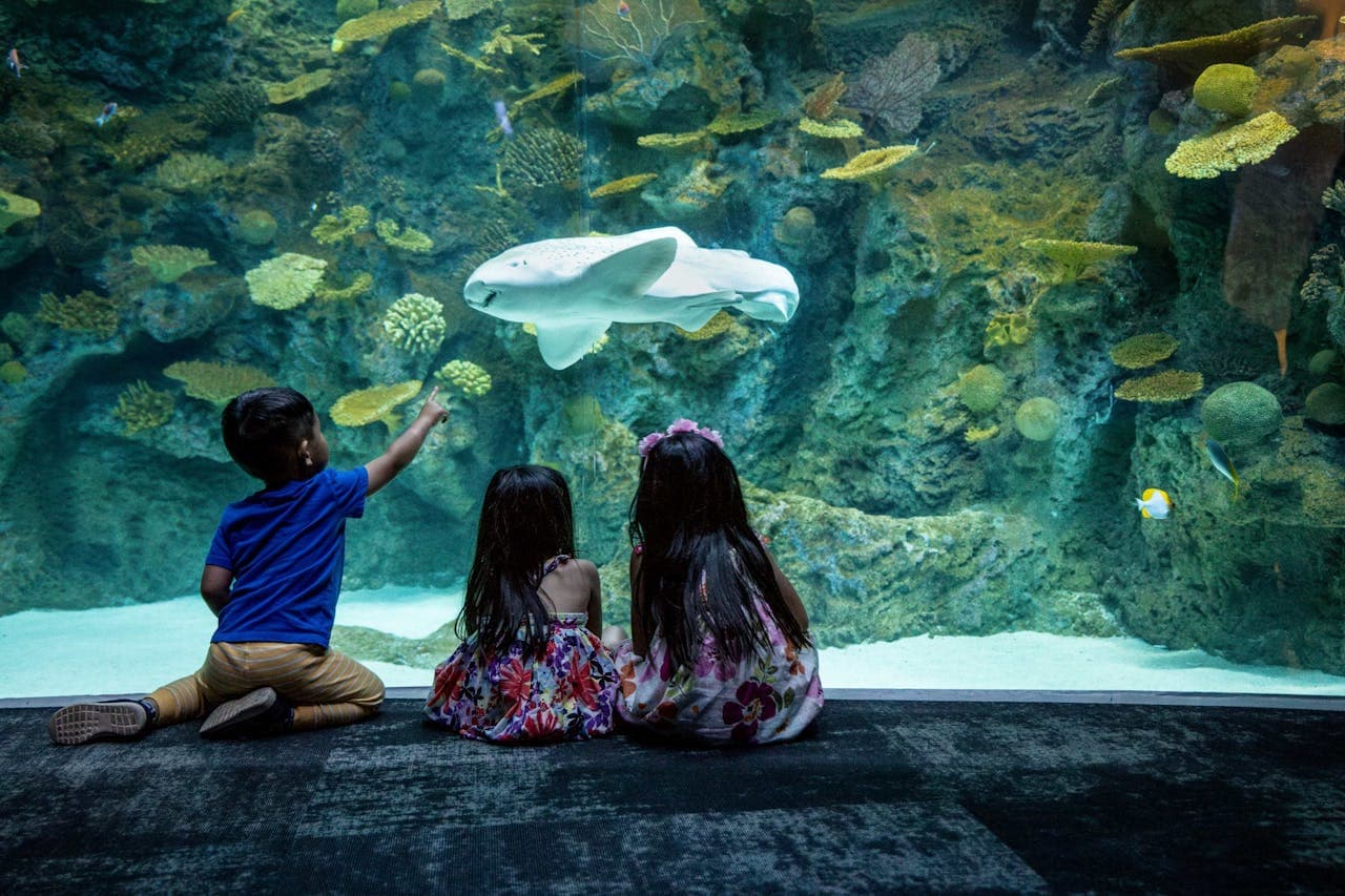 Seattle Aquarium Ticket - სურათი 3