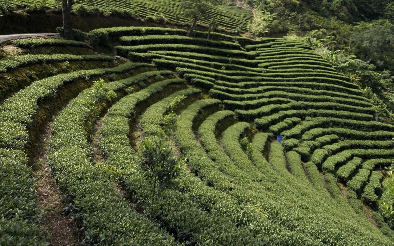 Thousand Island Lake and Pinglin Tea Plantation Tour - სურათი 5